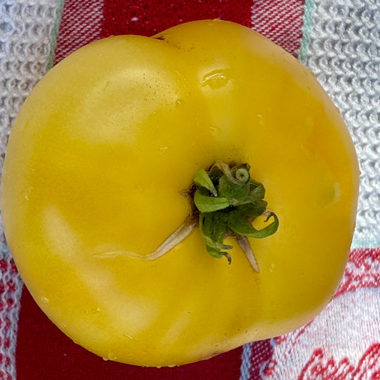 IDAHO GEM DWARF TOMATO SEEDS