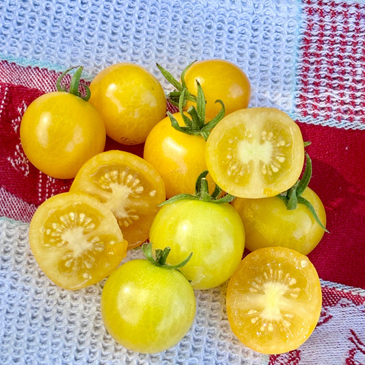 HAHMS GELBE MICRO DWARF TOMATO SEEDS