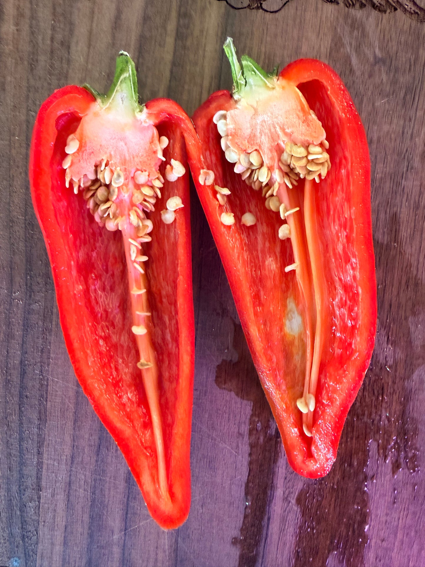 GALAXY BELL SWEET PEPPER