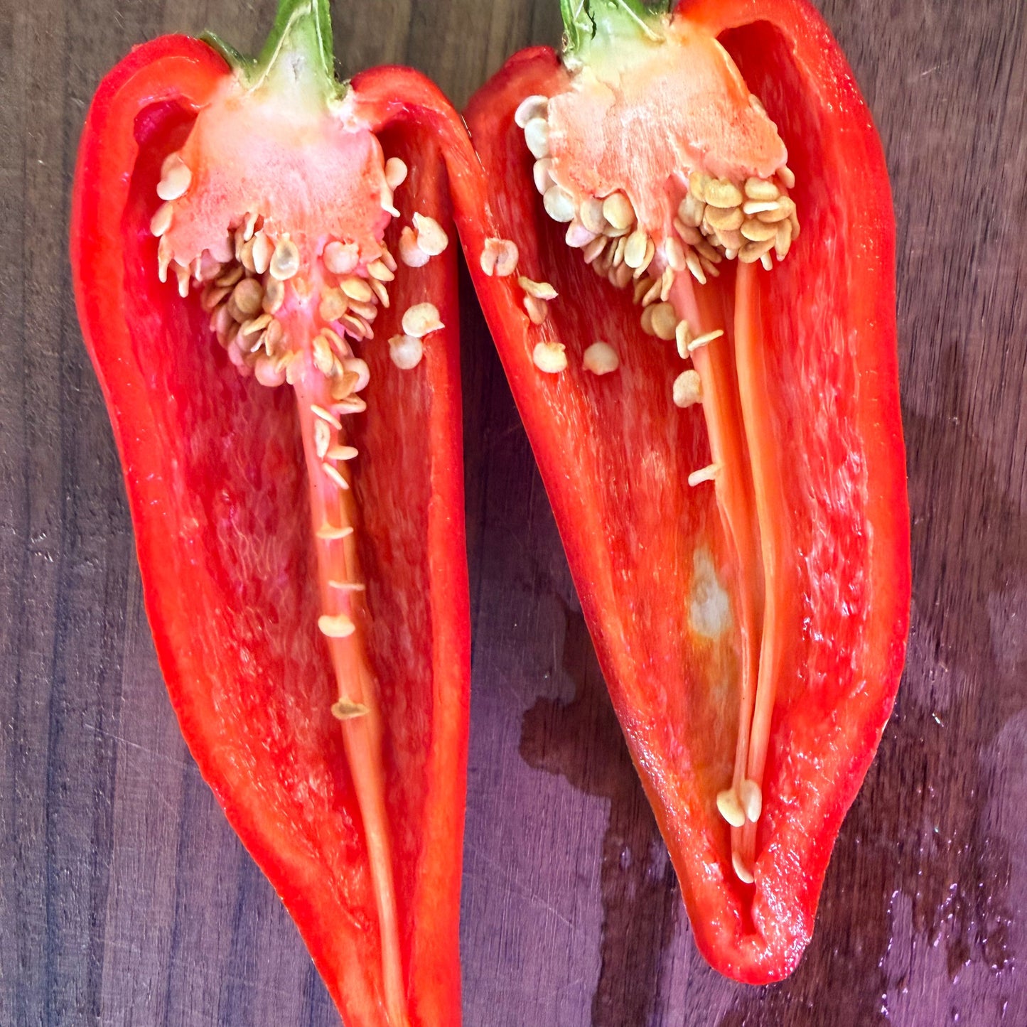 GALAXY BELL SWEET PEPPER