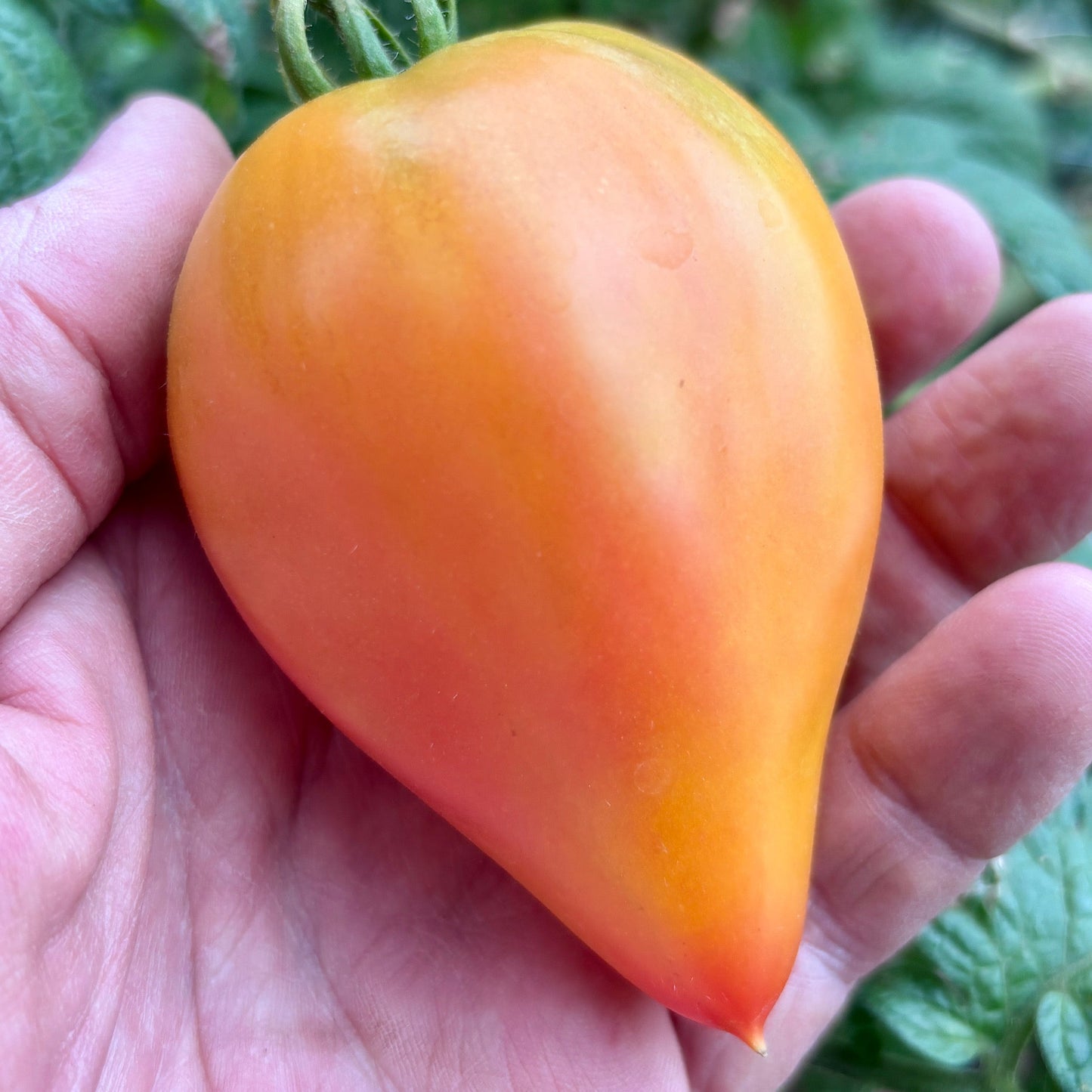 RED DEAD REDEMPTION BY ROBERT TOMATO SEEDS