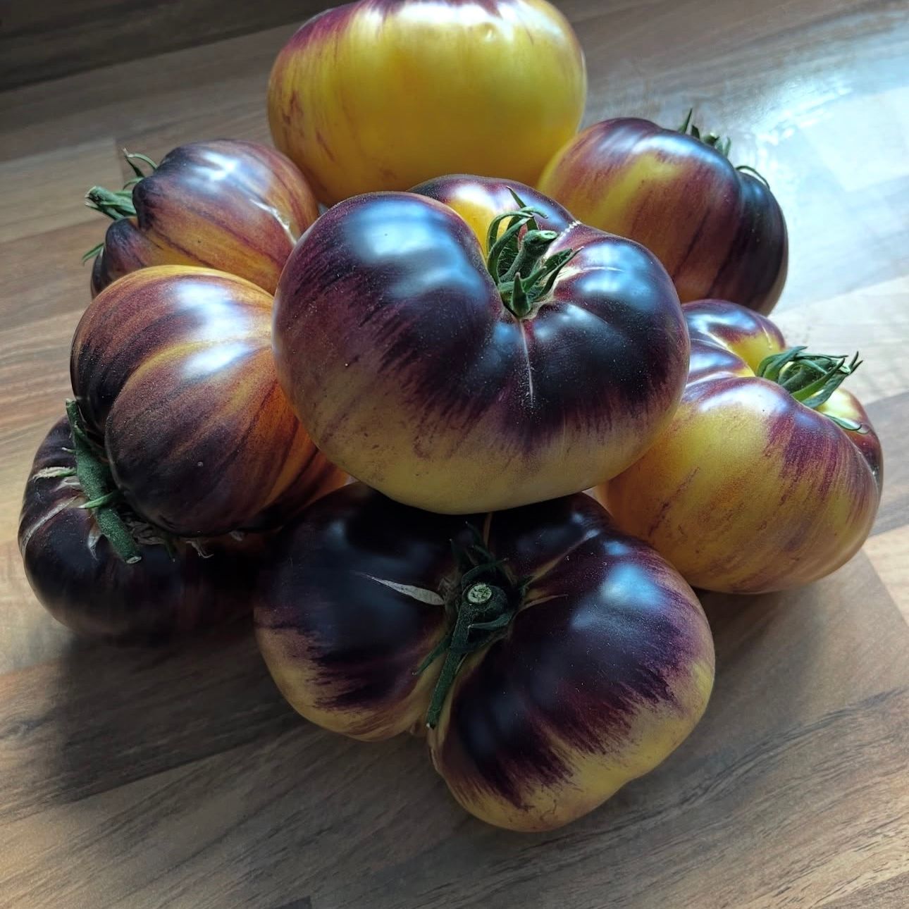 SART ROLOISE TOMATO SEEDS