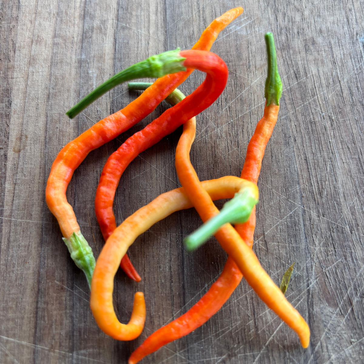 CAYENNE SWEETNESS F2 PEPPER SEEDS