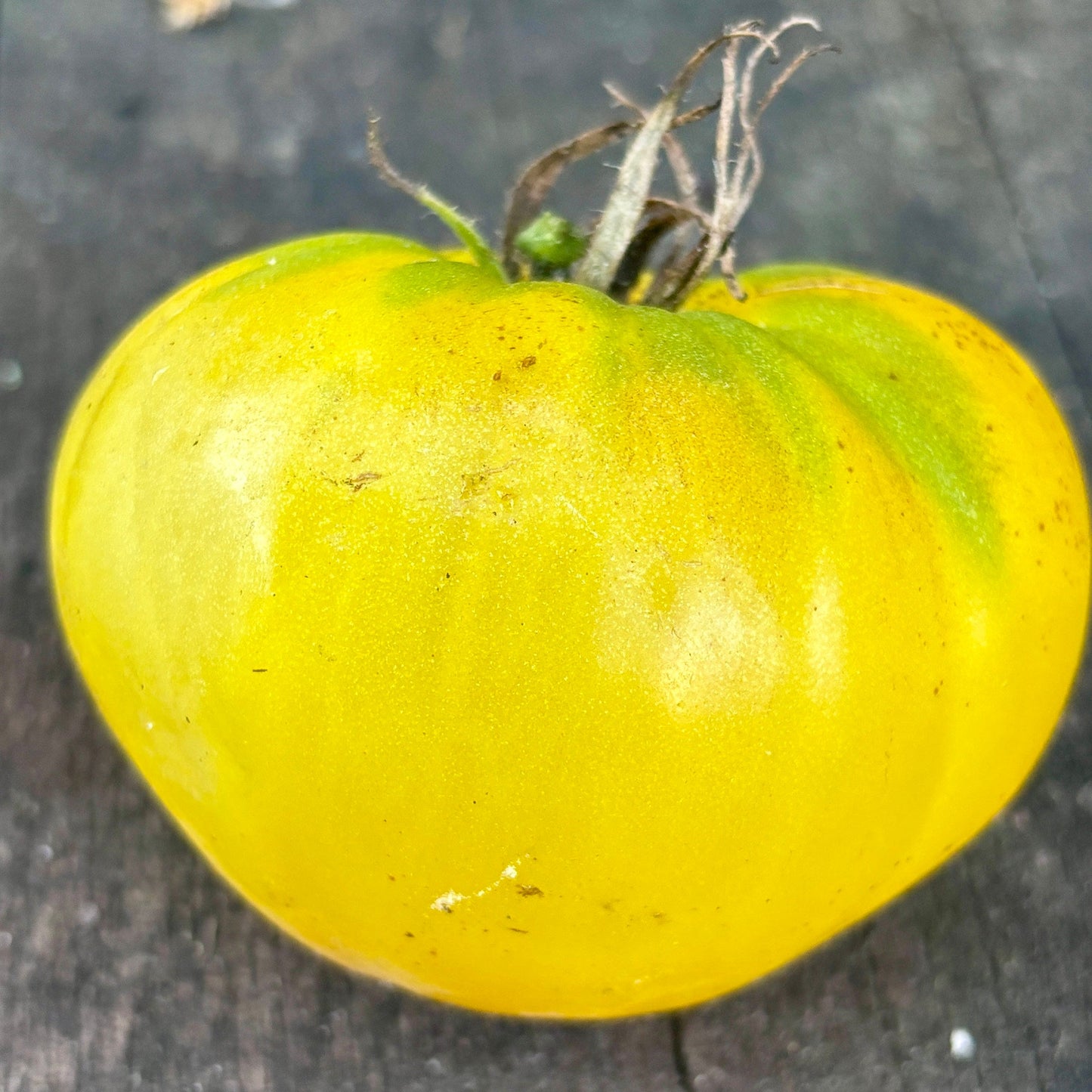 BANANA DONUTS DWARF TOMATO SEEDS