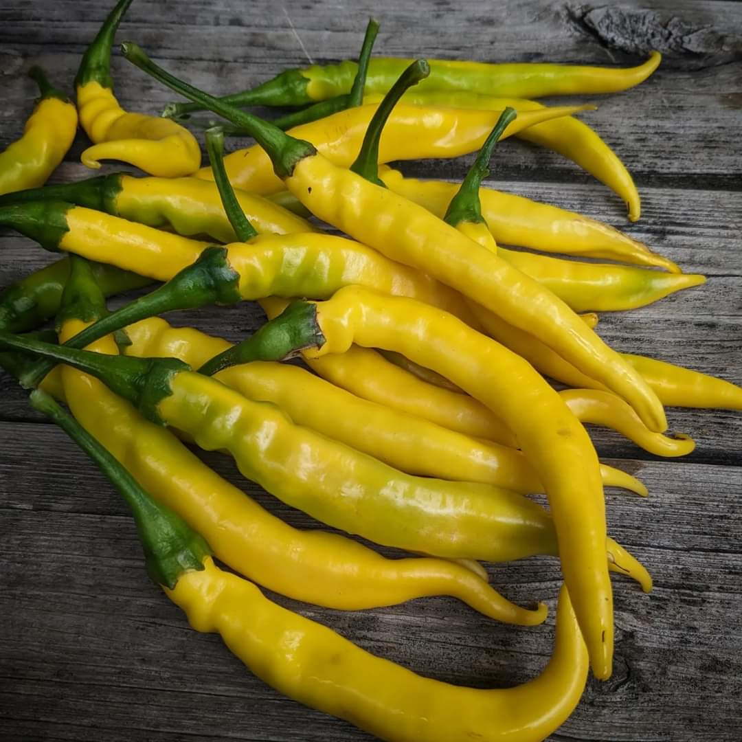 Sarit Gat Pepper