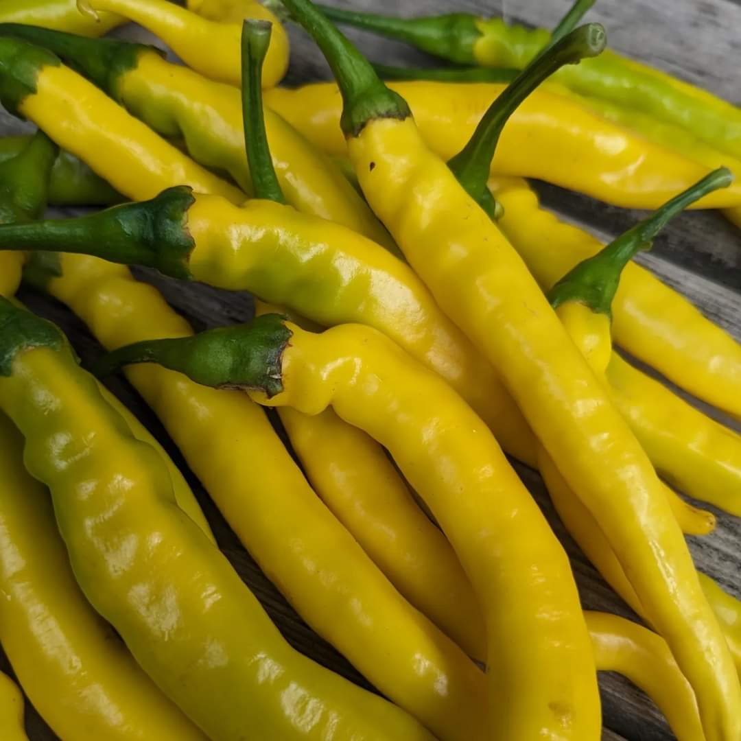 Sarit Gat Pepper