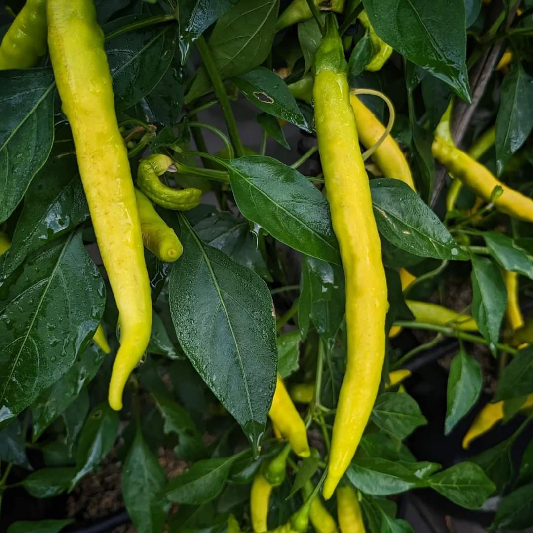Sarit Gat Pepper