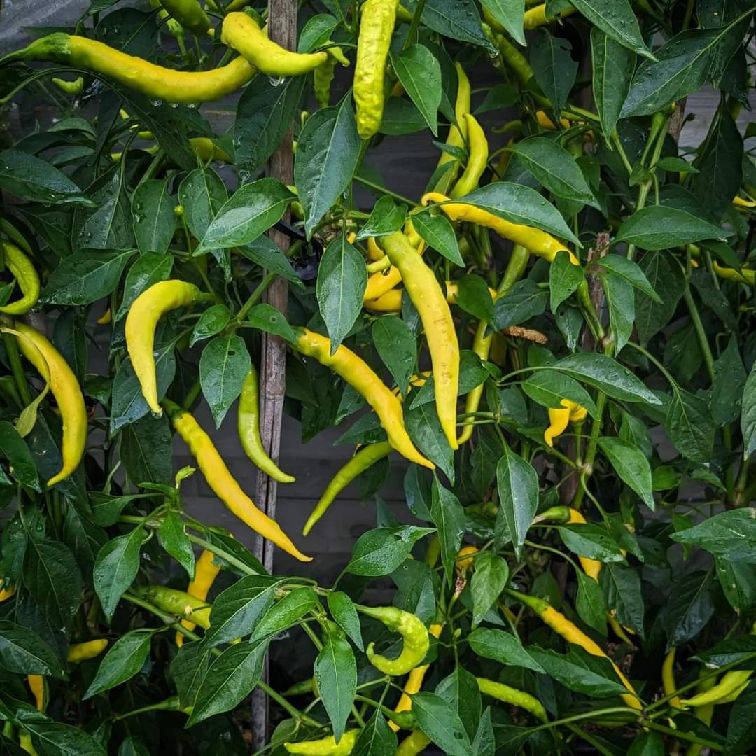 Sarit Gat Pepper