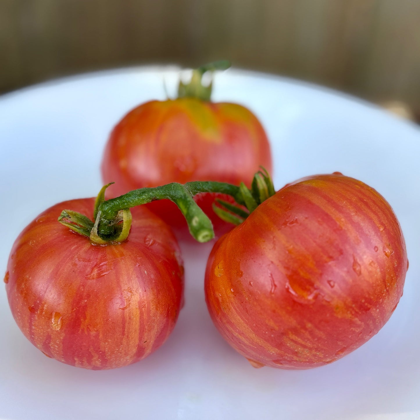 KIP’S STRIPES DWARF TOMATO SEEDS