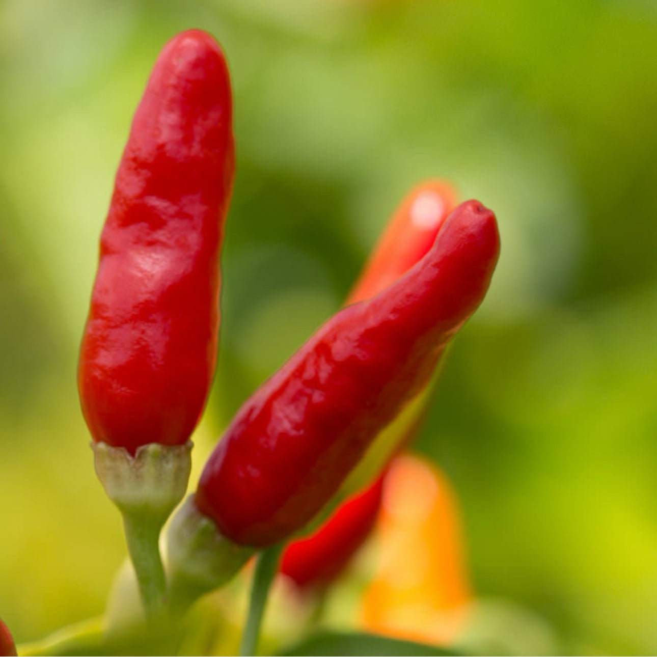 hot pepper plant seeds HAWAIIAN SWEET HOT PEPPER SEEDS