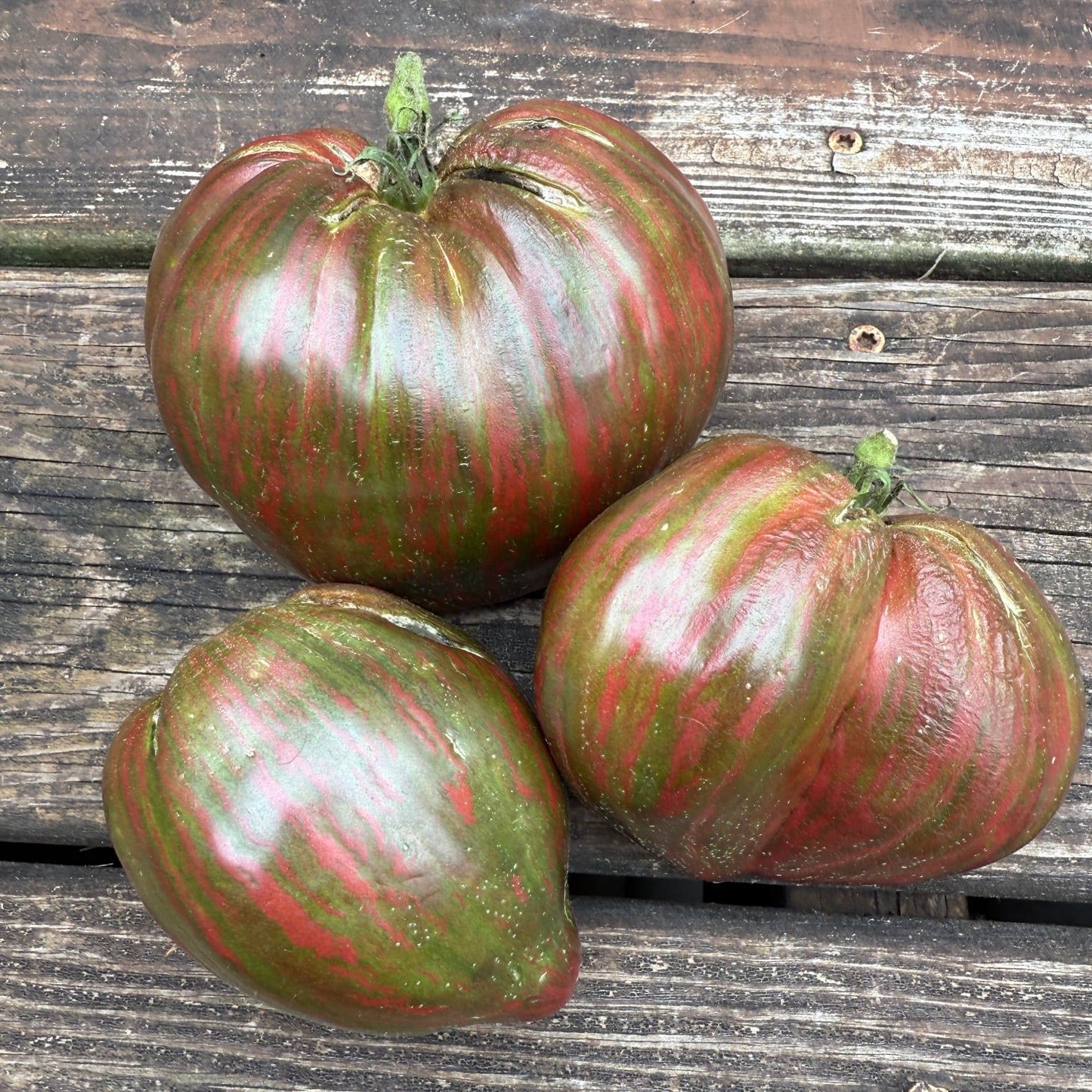 CHOCOLATE DELIGHT TOMATO SEEDS