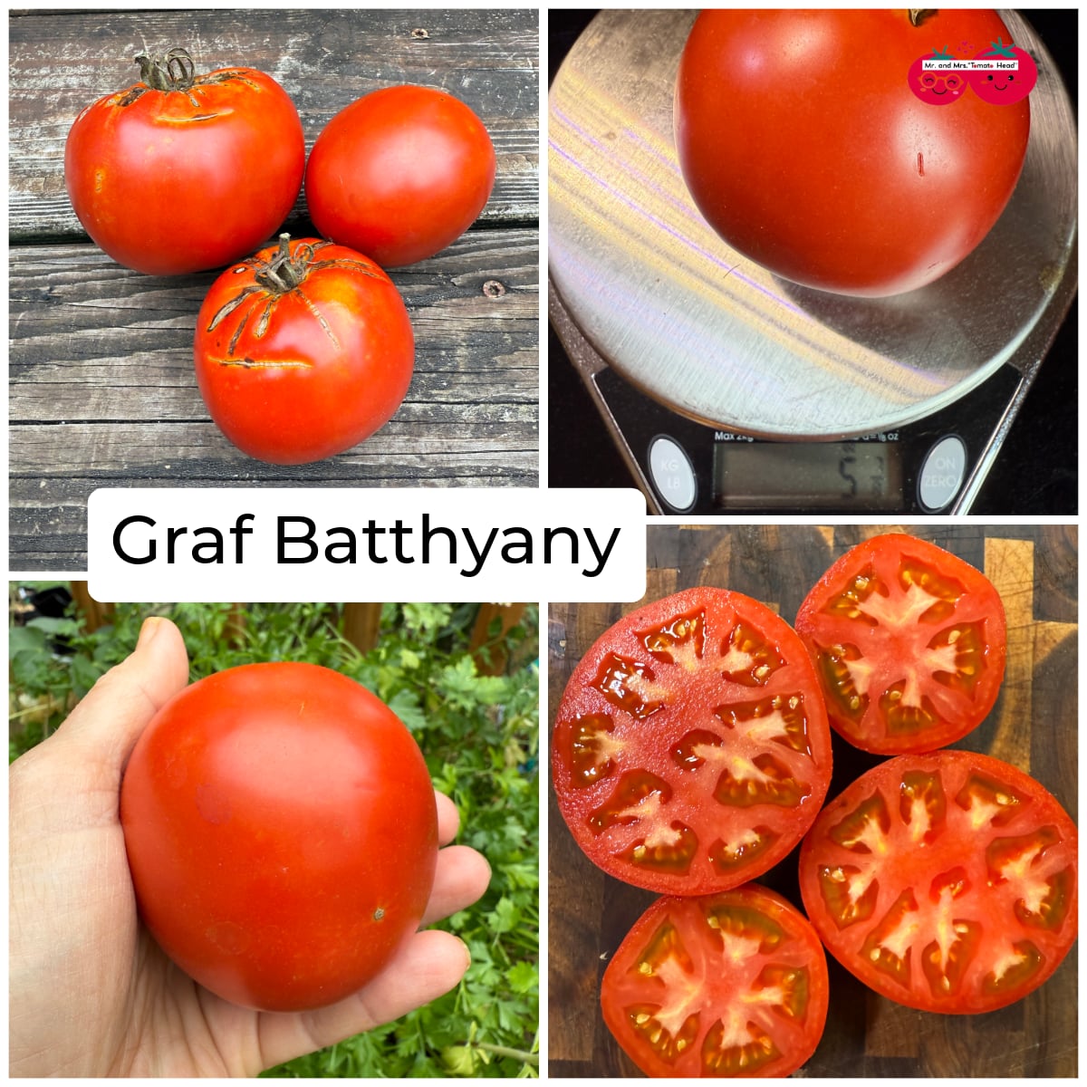 GRAF BATTHYANY TOMATO SEEDS