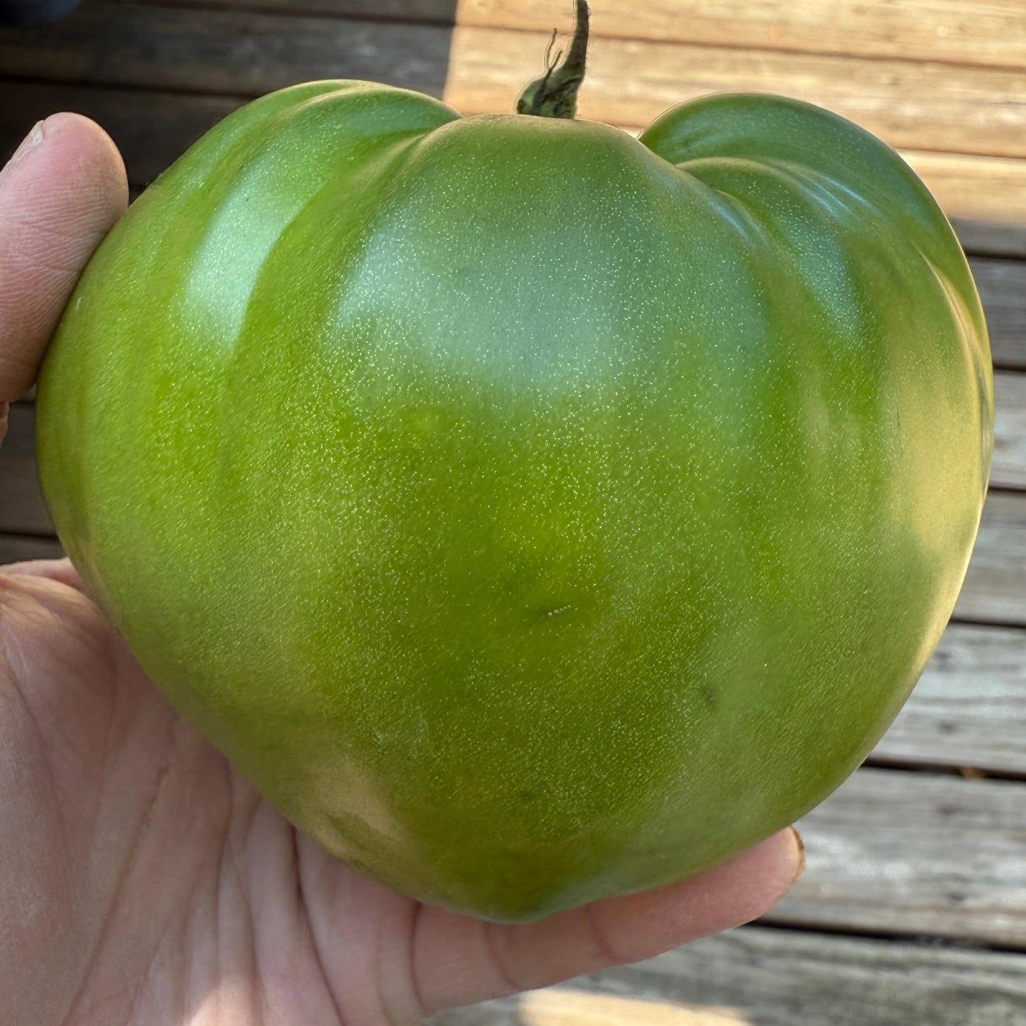 GREEN HEART of SOPHIA TOMATO SEEDS