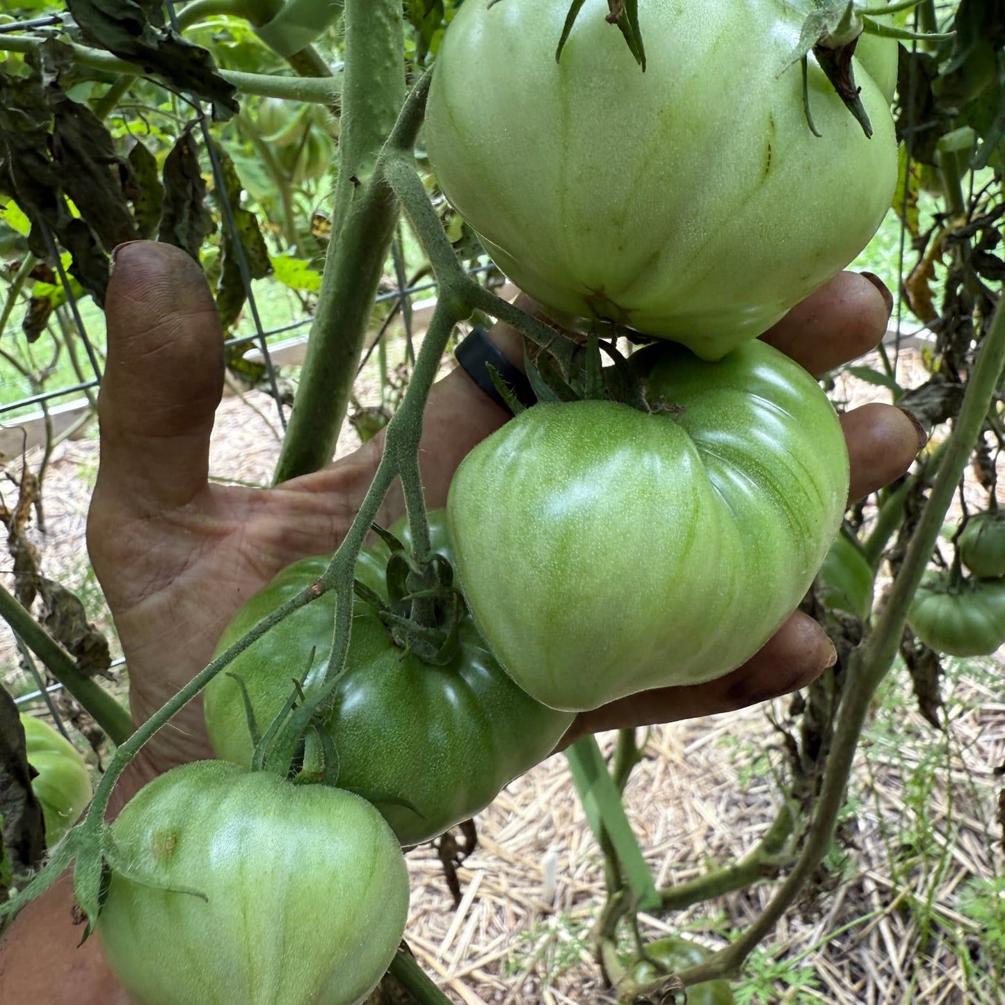 OCHRE SYMPHONY TOMATO SEEDS