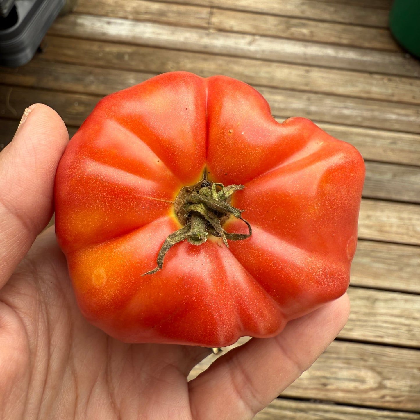 ROSA DI LIANO TOMATO SEEDS
