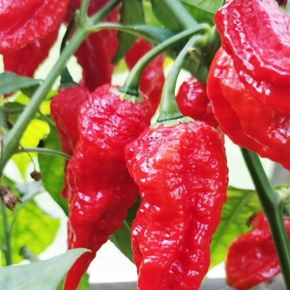 NAGA MORICH PEPPER SEEDS