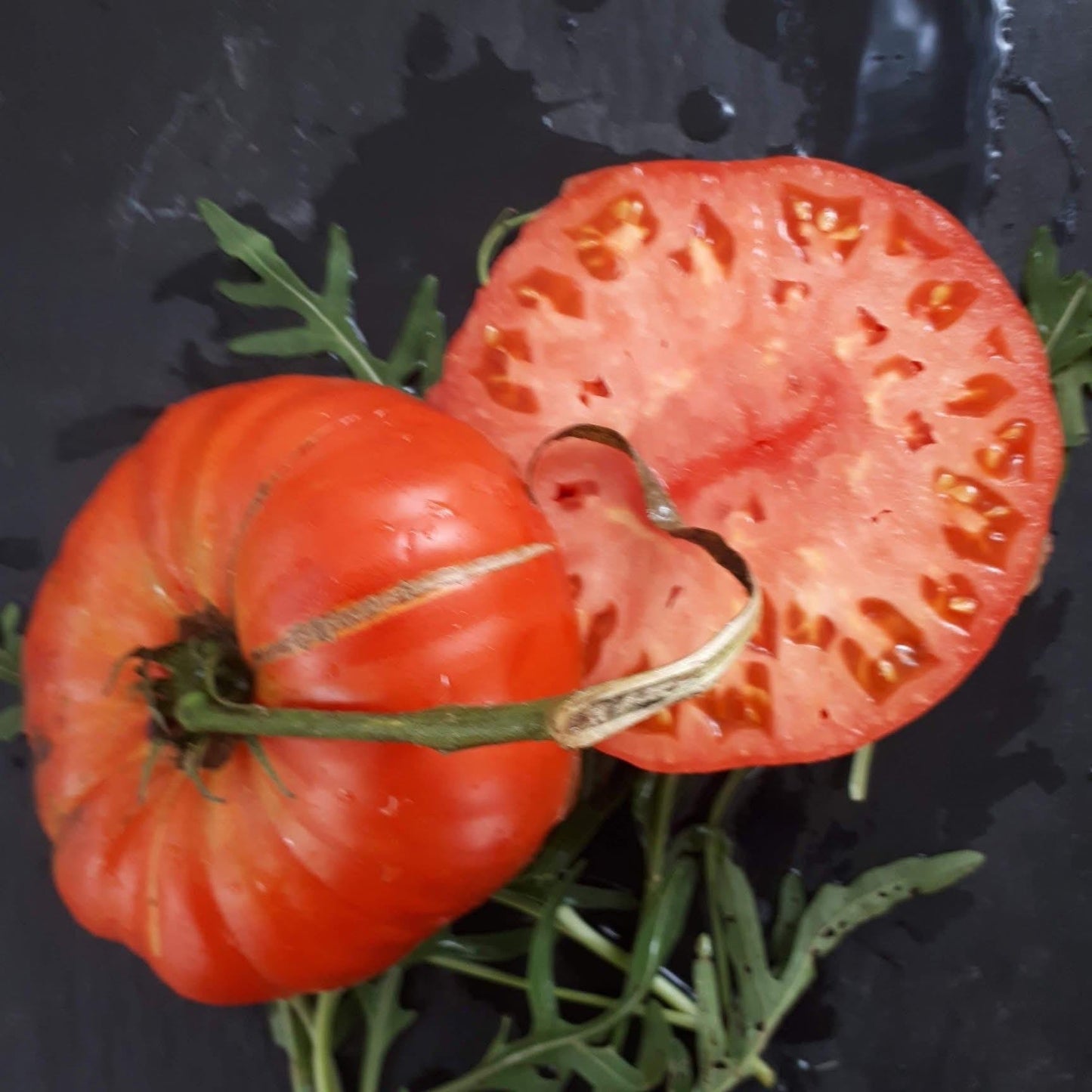 KOZULA 121 TOMATO SEEDS