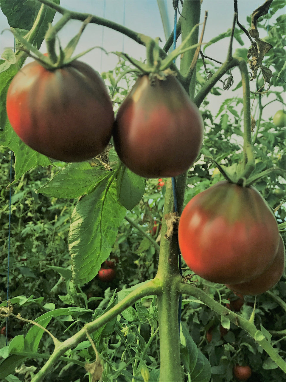 JAPANESE BLACK TRIFELE TOMATO SEEDS