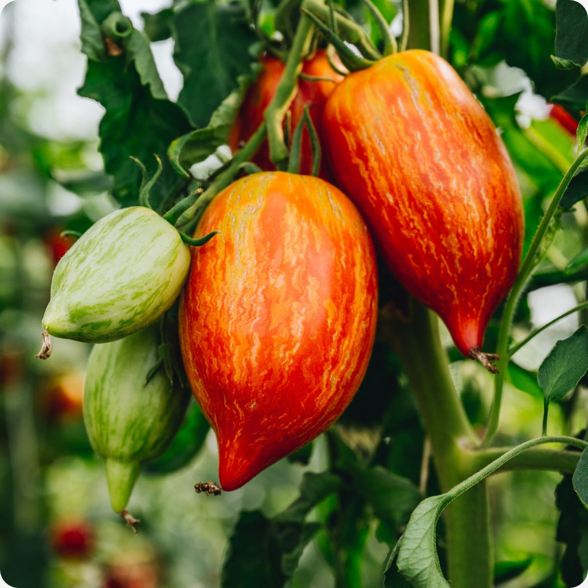 SPECKLED ROMAN TOMATO SEEDS