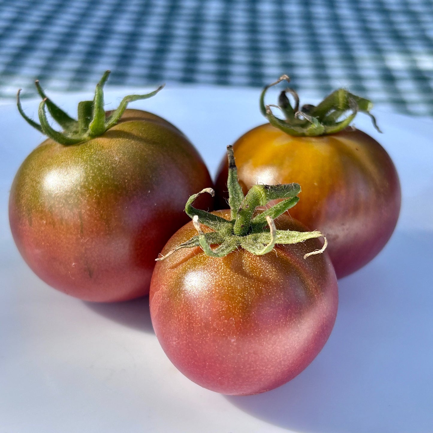 VELVET KNIGHT DWARF TOMATO SEEDS