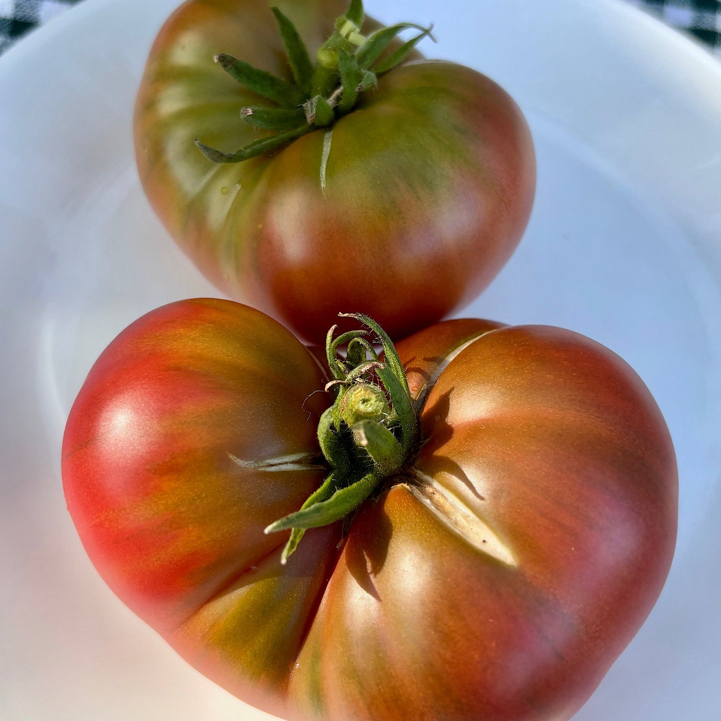 WILD FRED DWARF TOMATO SEEDS