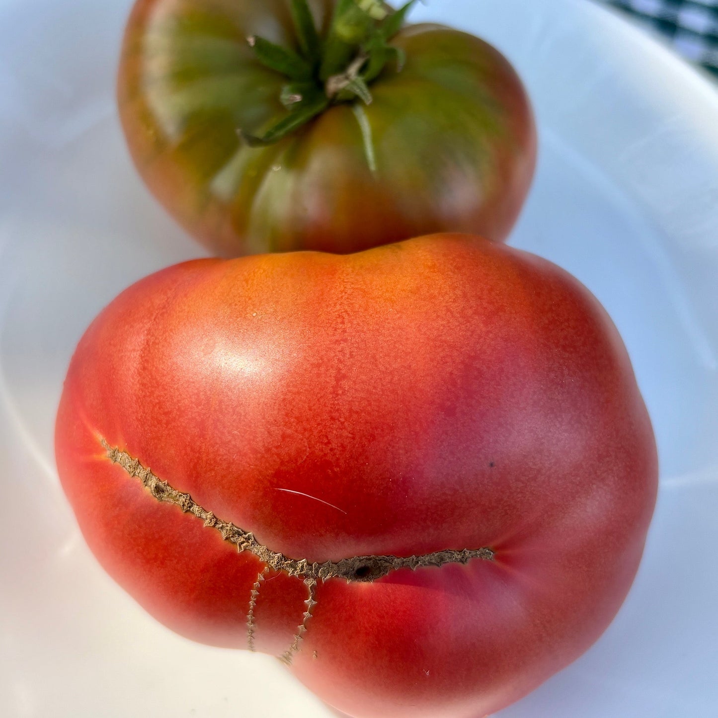 WILD FRED DWARF TOMATO SEEDS