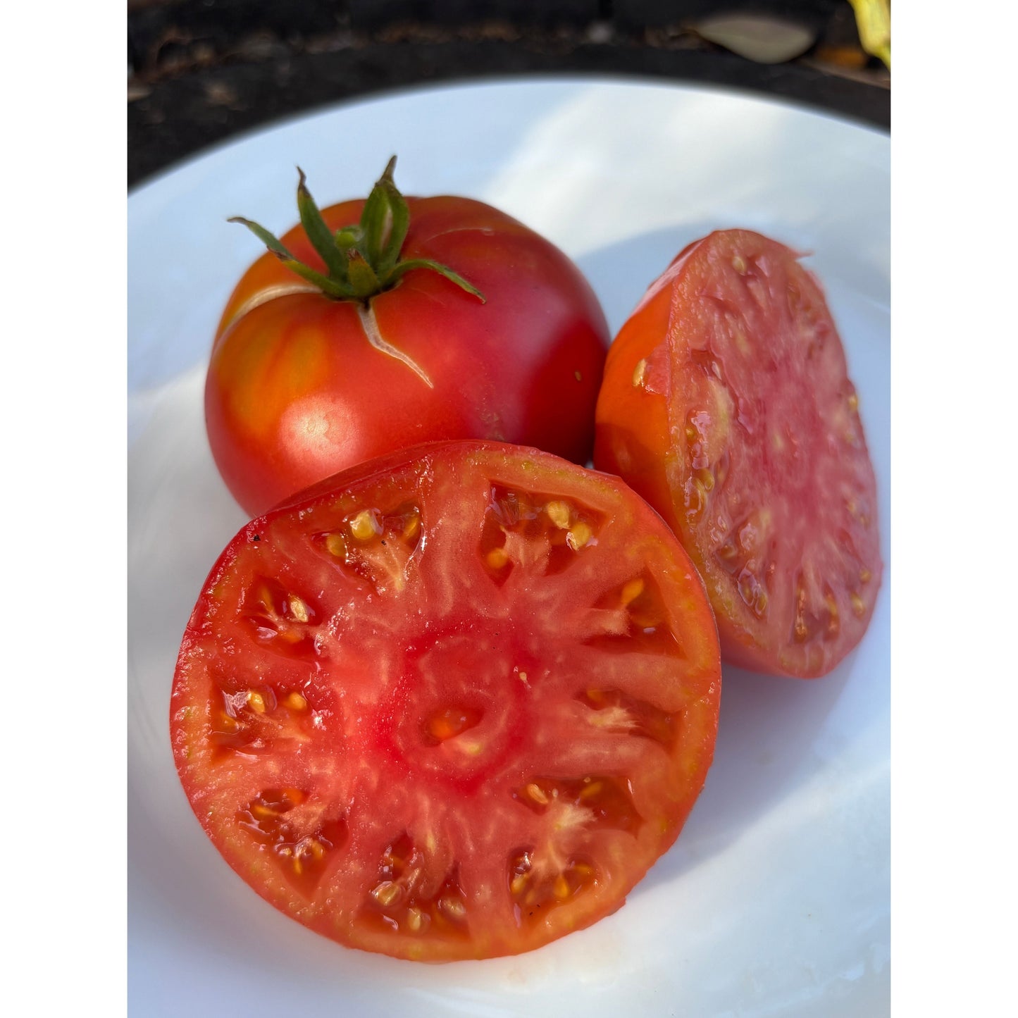 DEAN HALEY’S RAINBOW DWARF TOMATO SEEDS