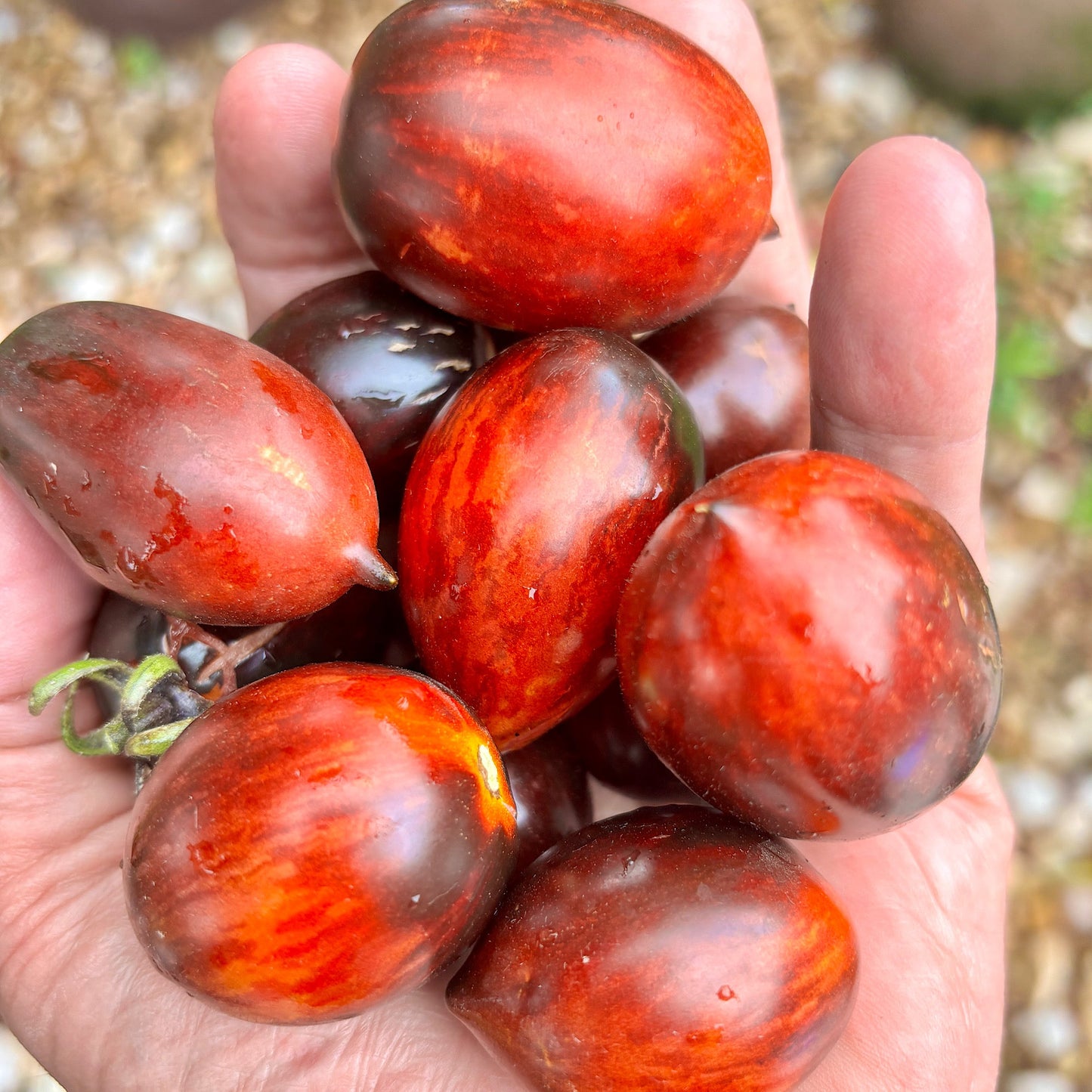 SHADOW BOXING DWARF TOMATO SEEDS