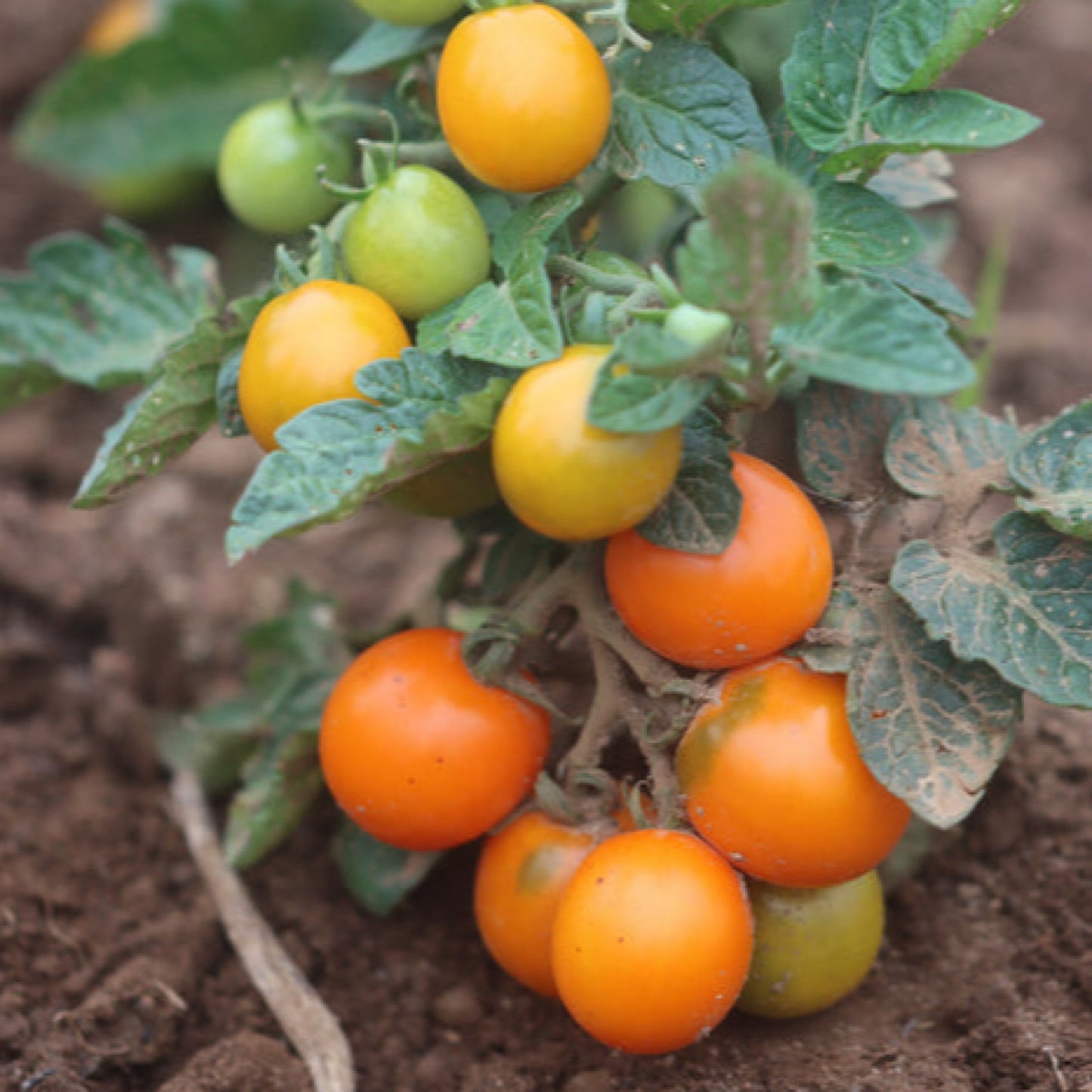 ORANGE DREAM MICRO DWARF TOMATO SEEDS