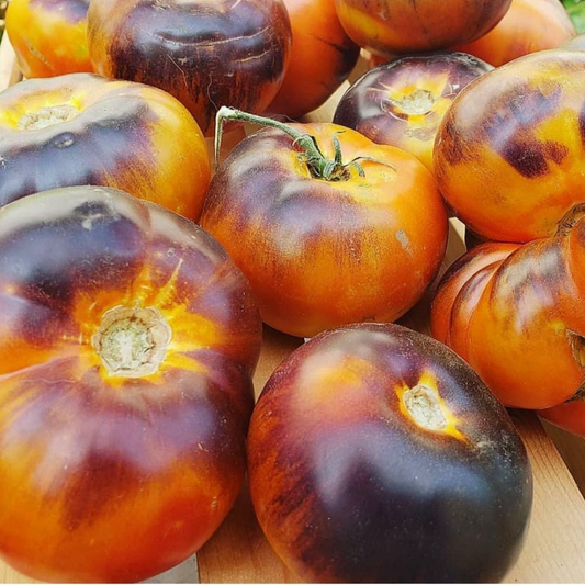 LUCID GEM TOMATO SEEDS