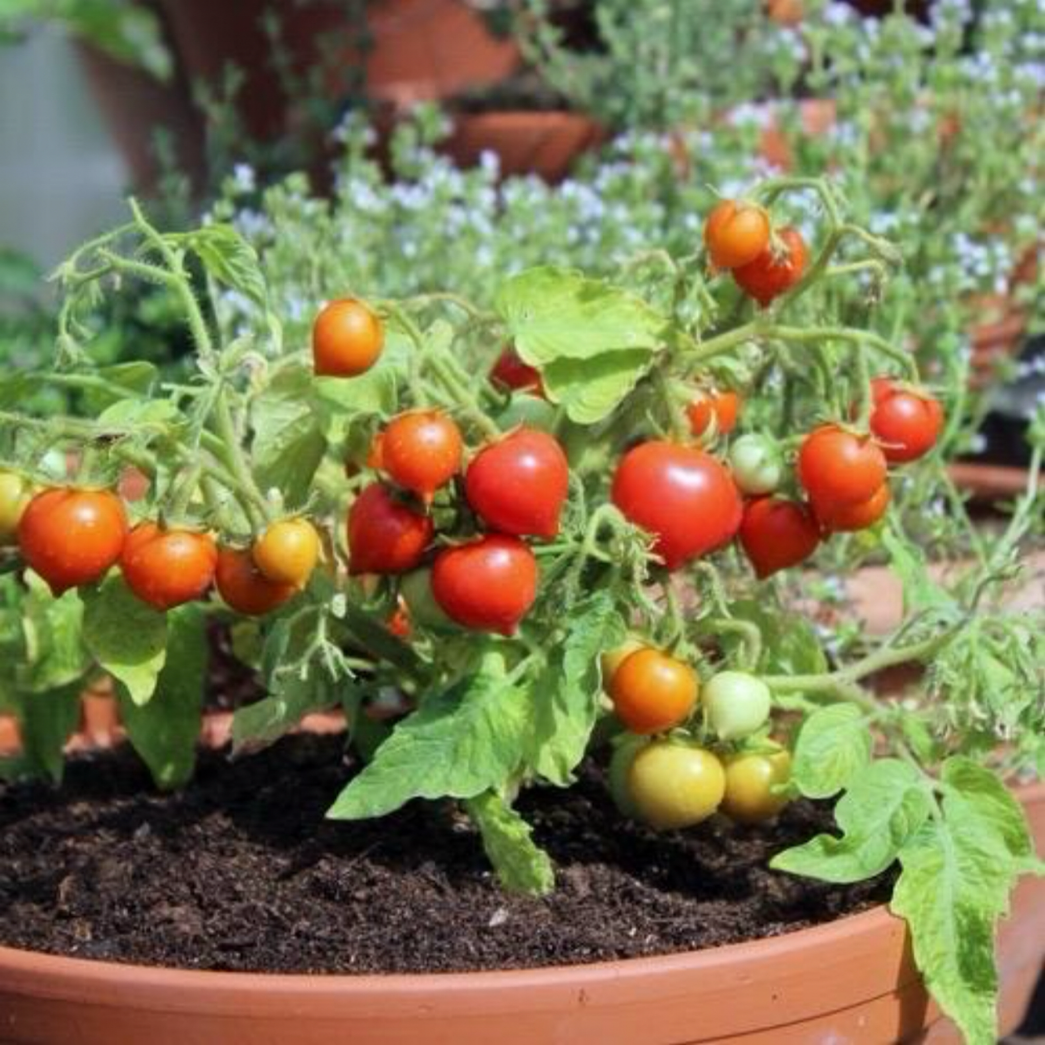 NINA NEUTRON MICRO DWARF TOMATO – Secret Seed Cartel