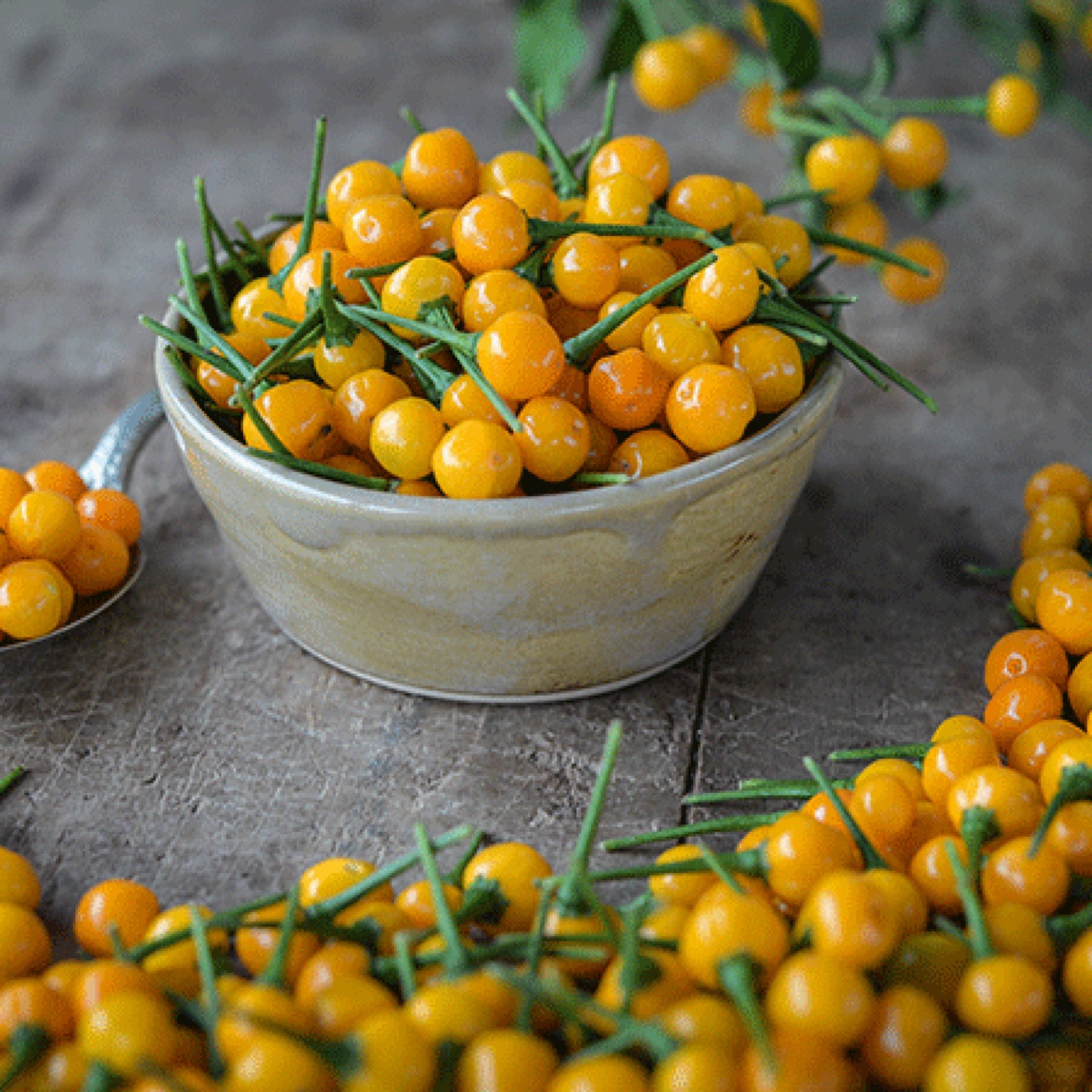 AJI CHARAPITA PEPPER SEEDS – Secret Seed Cartel
