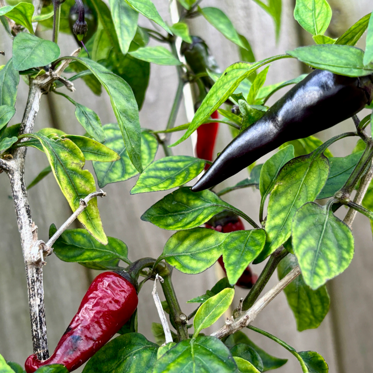 NOSFERATU CAYENNE PEPPER SEEDS