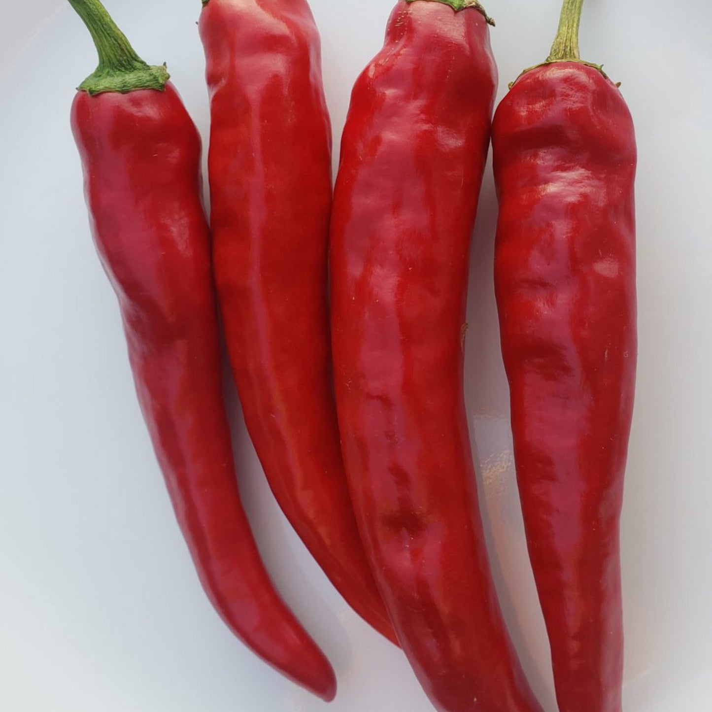 GUAJILLO MIRASOL PEPPER SEEDS