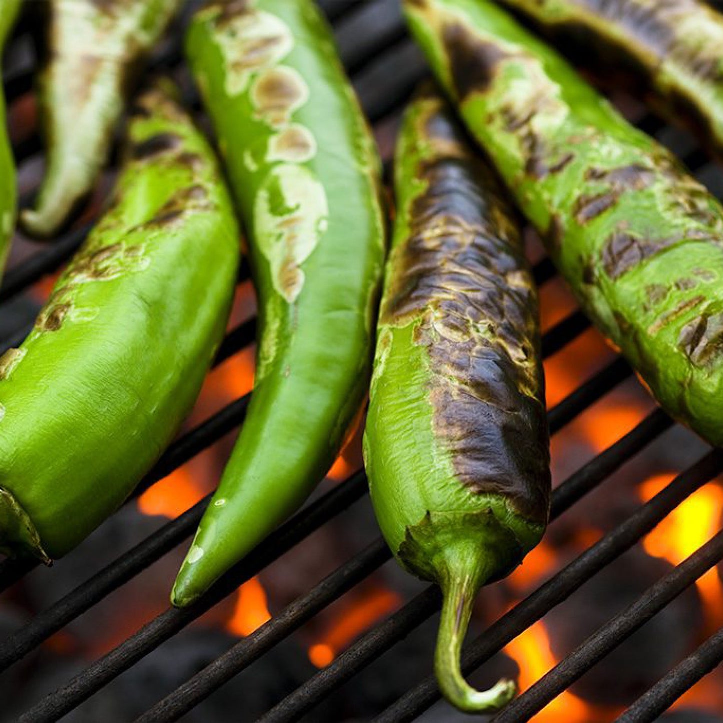 BARKERS HOT HATCH CHILI SEEDS