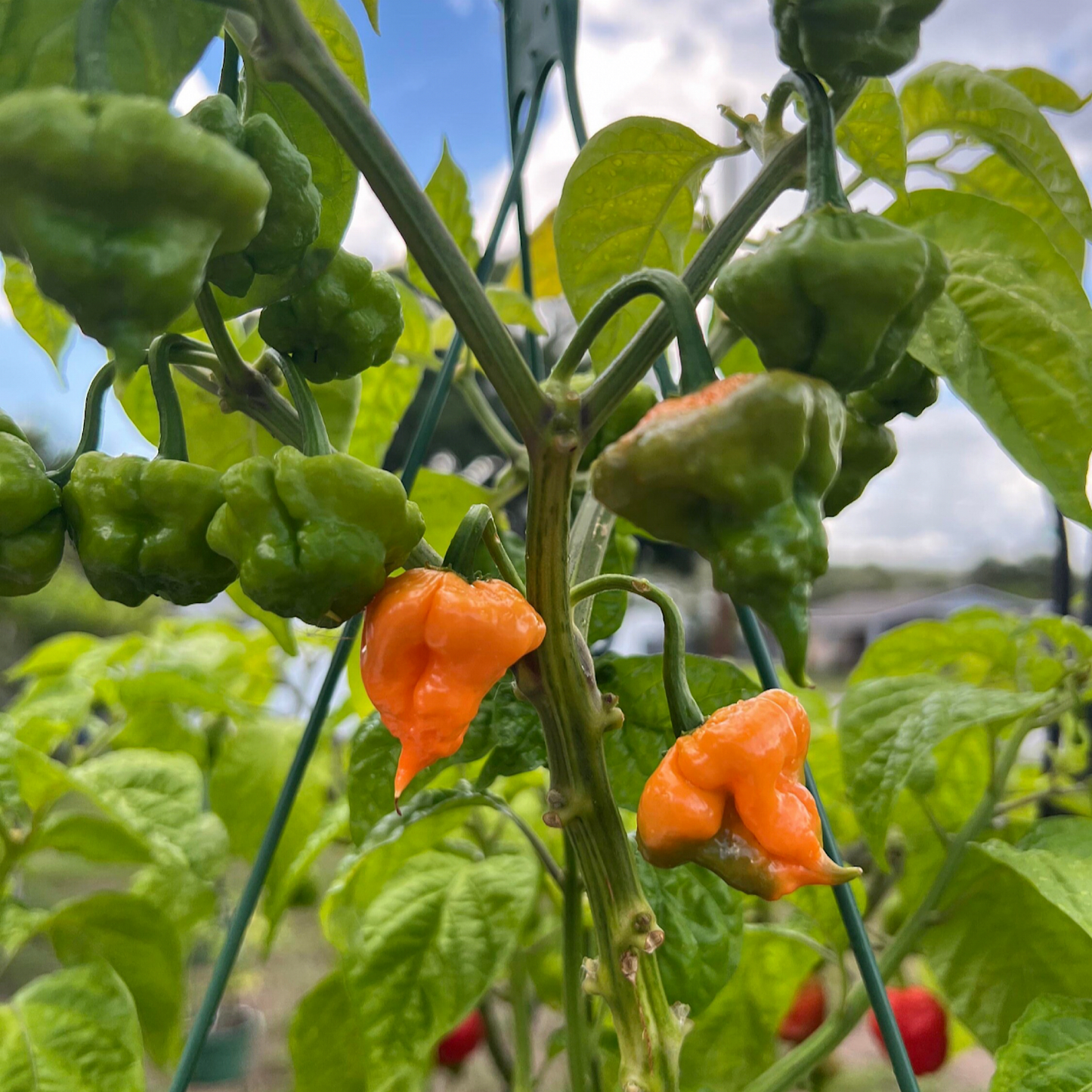 KHANG STARR PEACH STARRKIST PEPPER SEEDS
