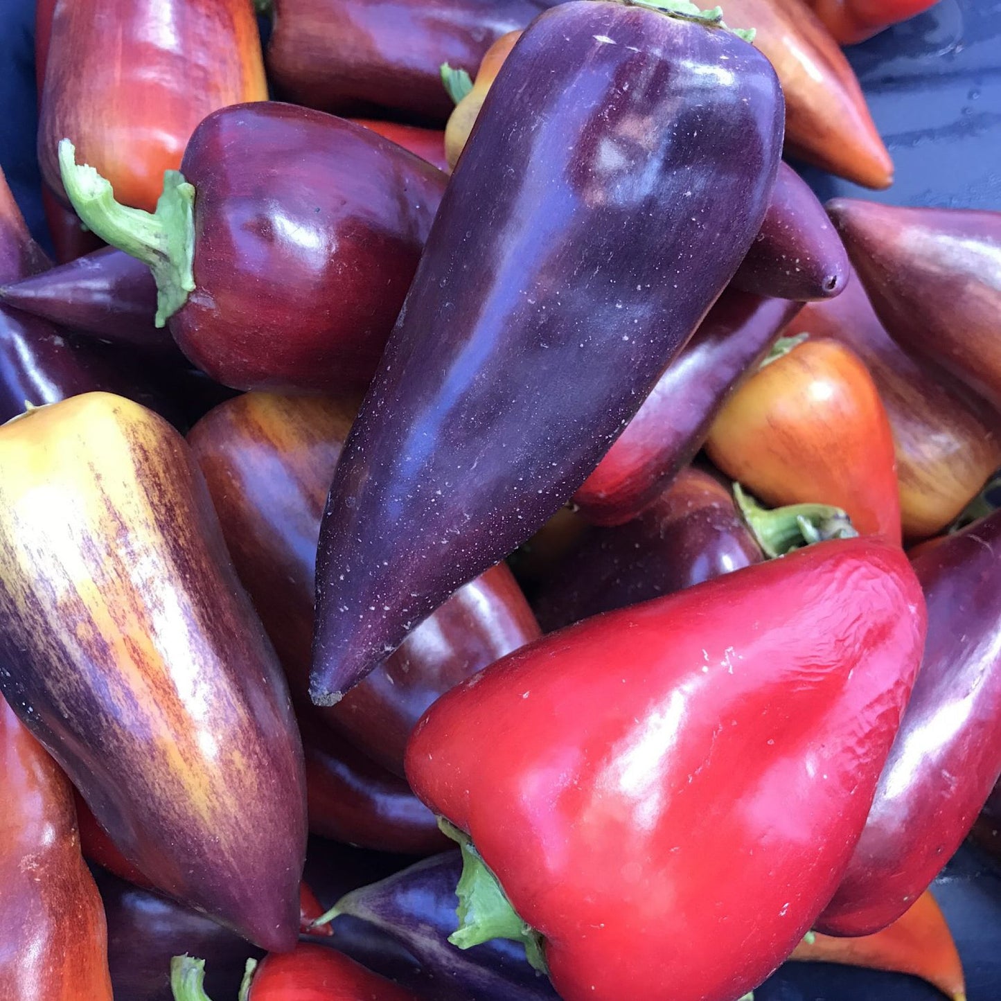 SIRENEVYI LILAC GLOSS PEPPER SEEDS