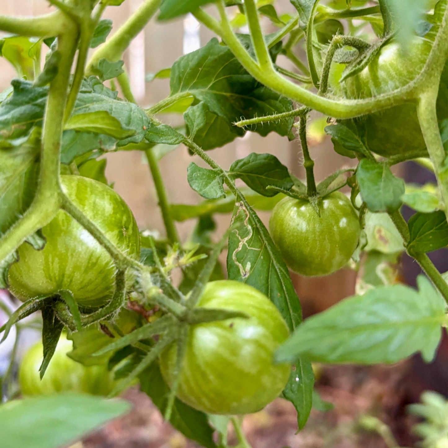 REBEL STARFIGHTER COCKTAIL TOMATO SEEDS