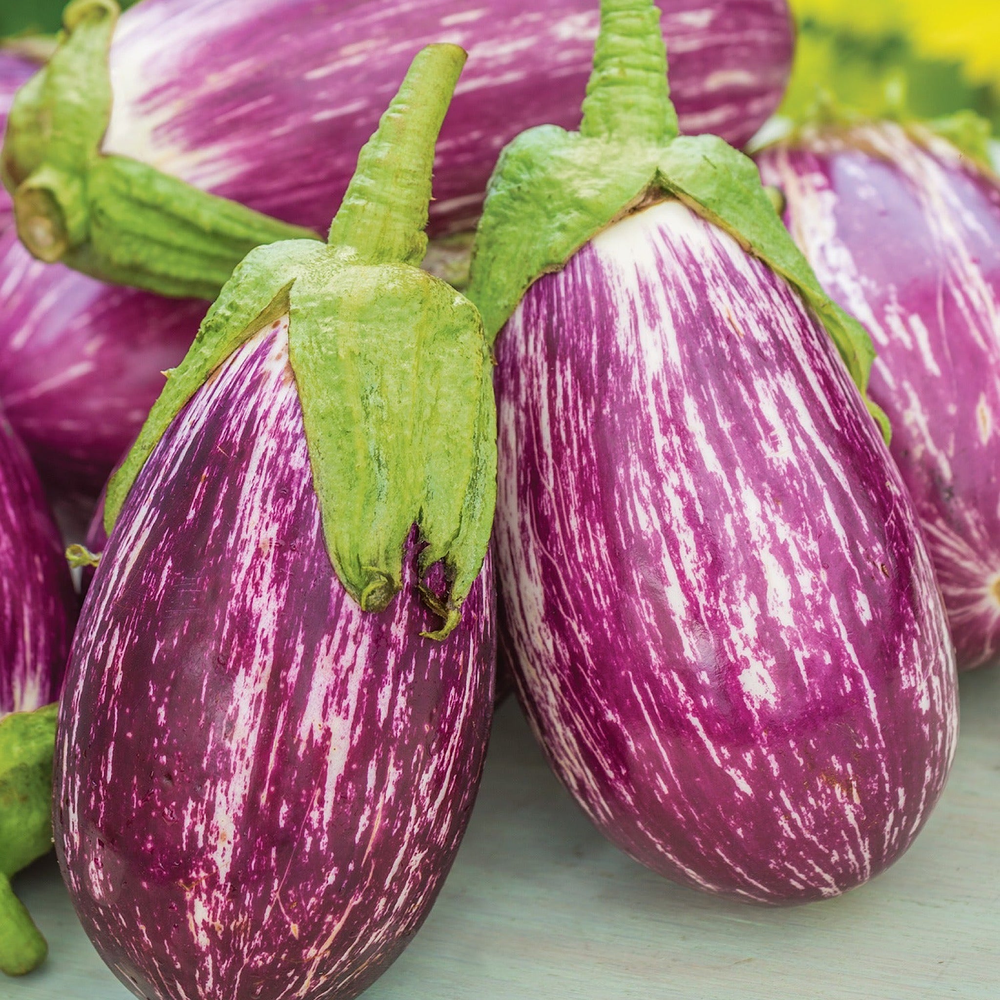 plant seeds in spanish Listada de Gandia Spanish Eggplant Seeds – Secret Seed Cartel
