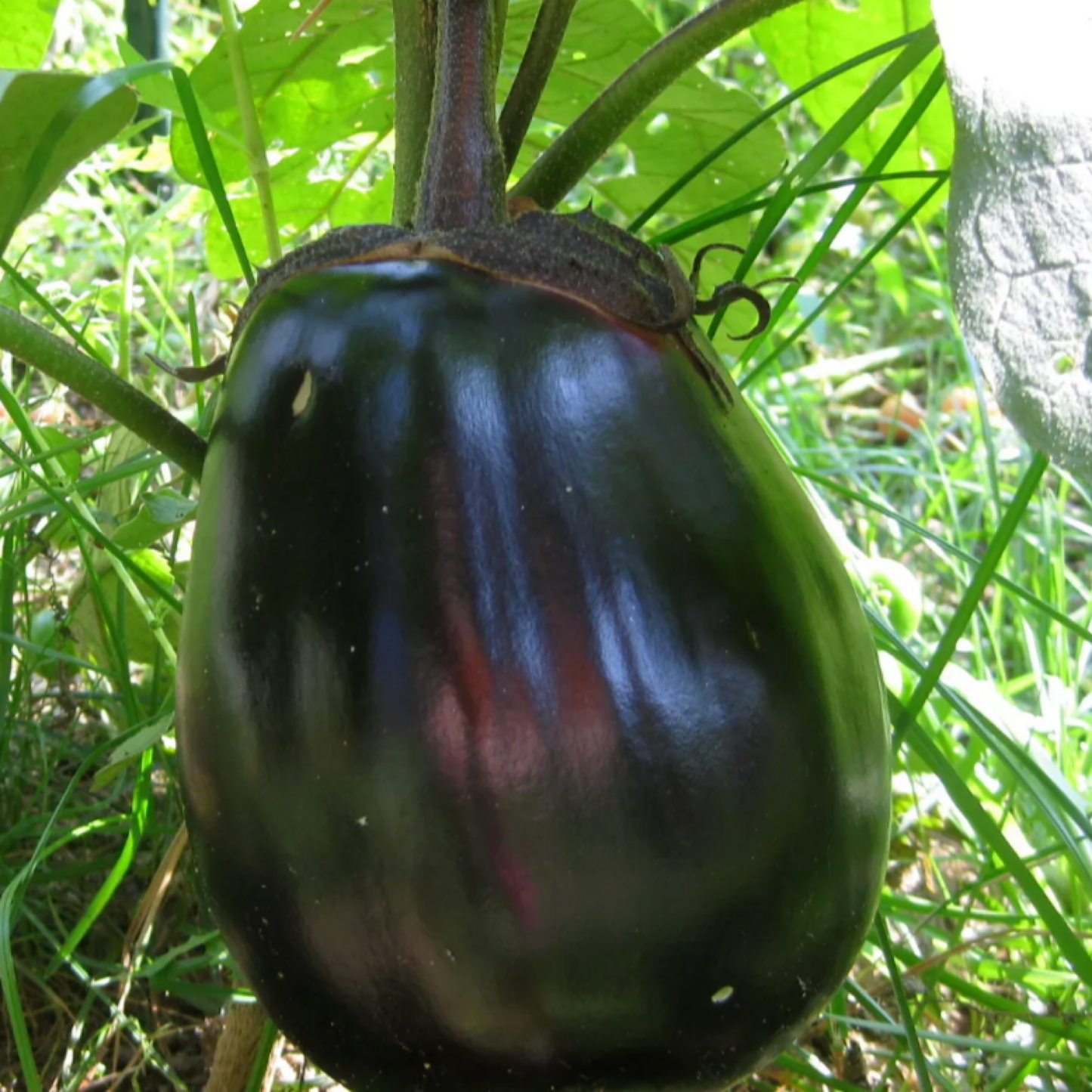 Mitoyo Eggplant Seeds