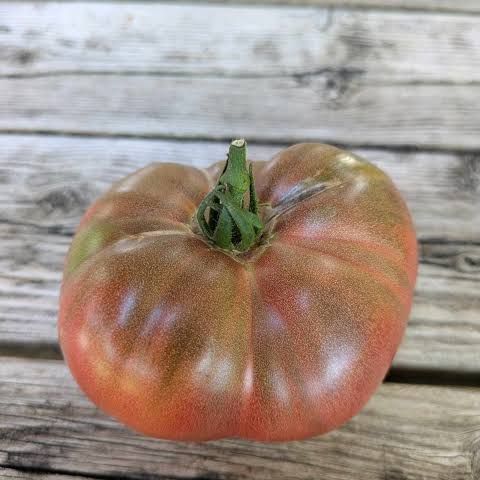 Bear Creek Tomato Seeds