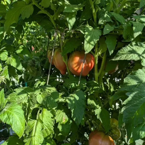 Purple Heart Dwarf Tomato Seeds