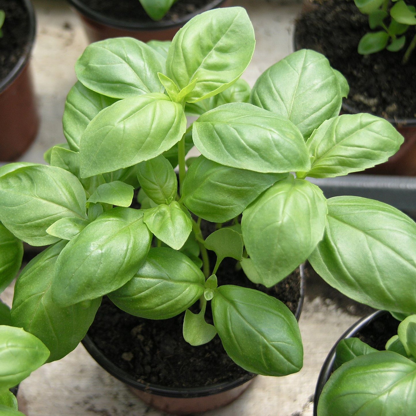 GENOVESE BASIL SEEDS
