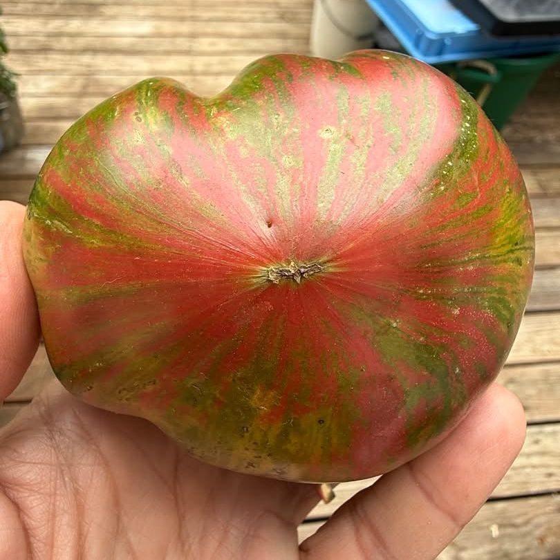 TRIUMPH OF SOPHIA (F7) TOMATO SEEDS
