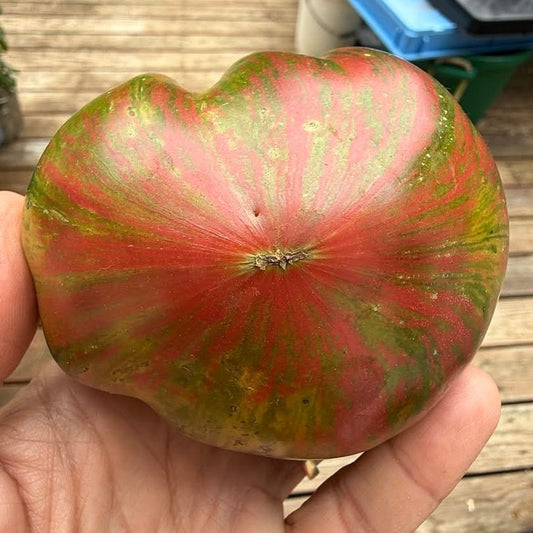TRIUMPH OF SOPHIA (F7) TOMATO SEEDS