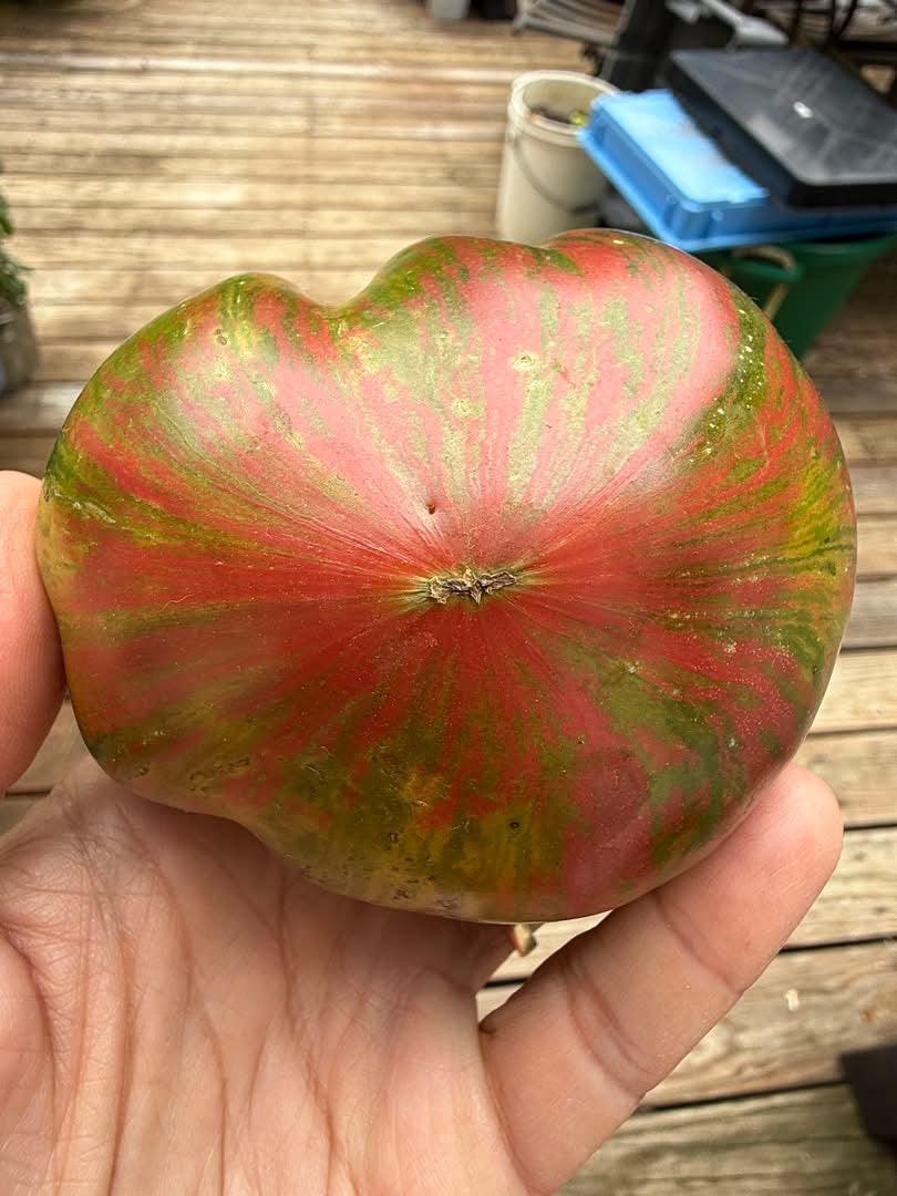 TRIUMPH OF SOPHIA (F7) TOMATO SEEDS
