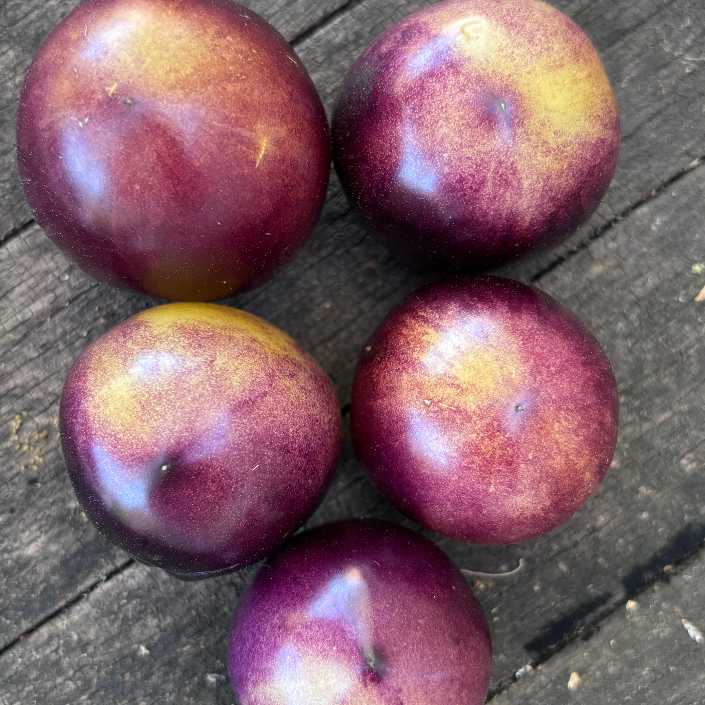 INTERGALACTIC TOMATO SEEDS BY BILL YODER