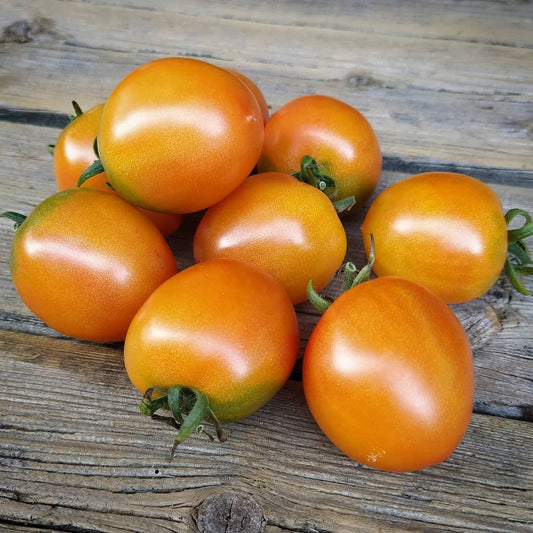 KARMA Apricot