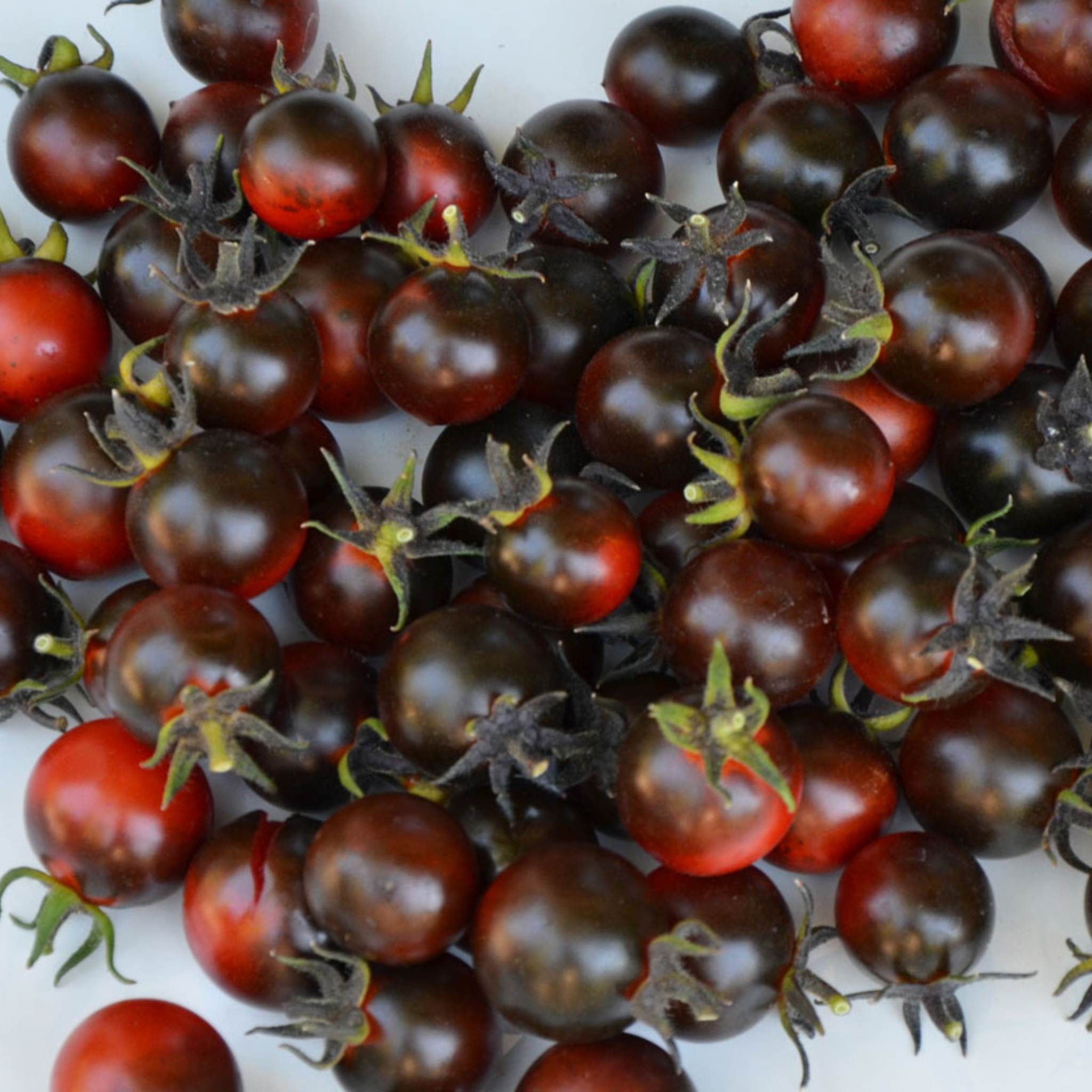 little johnny buys and plants tomato seeds LITTLE RED CORVETTE TOMATO SEEDS BY BILL YODER