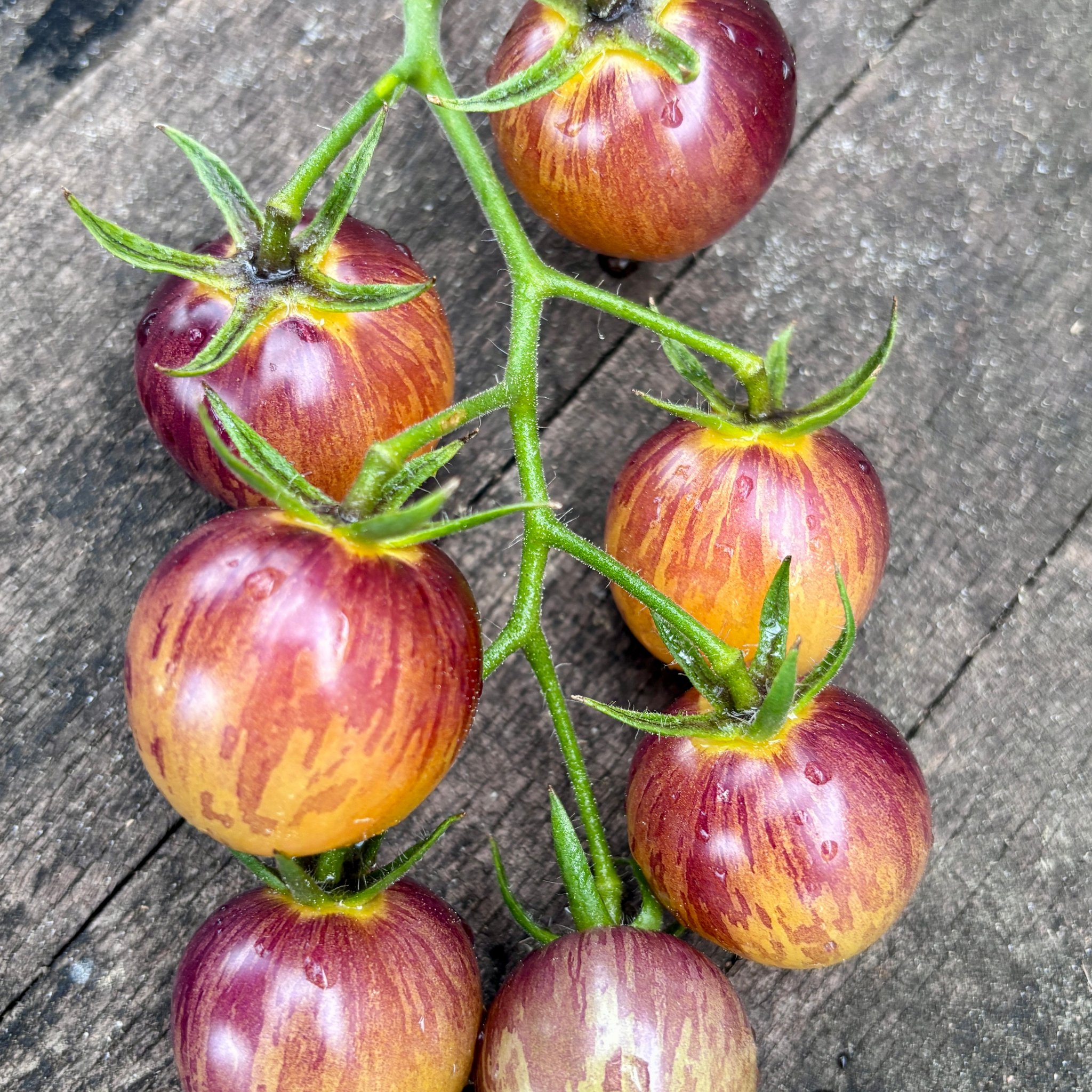 WHAT 'CHA WANT TOMATO SEEDS BY BILL YODER – Secret Seed Cartel